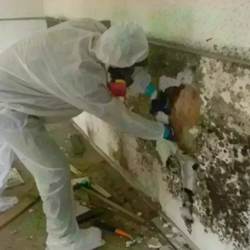 Mold Remediation and Removal in Queenland, MD